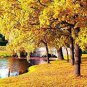20 PCS Seeds Sugar Golden Maple Tree, ornamental outdoor garden plants