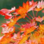 20 PCS Seeds Sugar Golden Maple Tree, ornamental outdoor garden plants