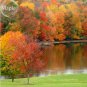 20 PCS Seeds Sugar Golden Maple Tree, ornamental outdoor garden plants