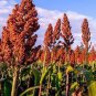 100 PCS Seeds Sugar red Cane