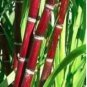 100 PCS Seeds Sugar red Cane
