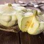 5 PCS Seeds Summer Squash White Patty Pan Scallop