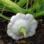 5 PCS Seeds Summer Squash White Patty Pan Scallop