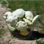 5 PCS Seeds Summer Squash White Patty Pan Scallop