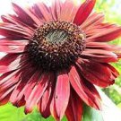 50 PCS Seeds Sun Flower Velvet Queen