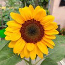 15 PCS Seeds Sunbeam F1 Hybrid Ornamental Sunflower 15 PCS Seeds Sunbeam F1 Hybrid Ornamental Sunflower