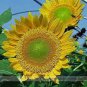 15 PCS Seeds Sunbeam F1 Hybrid Ornamental Sunflower
