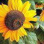 15 PCS Seeds Sunbeam F1 Hybrid Ornamental Sunflower