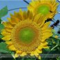15 PCS Seeds Sunbeam F1 Hybrid Ornamental Sunflower