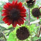 6 PCS Seeds Sunflower Dark Red & Fresh Red Flower 6 PCS Seeds Sunflower Dark Red & Fresh Red Flower