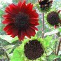6 PCS Seeds Sunflower Dark Red & Fresh Red Flower