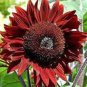 6 PCS Seeds Sunflower Dark Red & Fresh Red Flower
