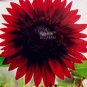 6 PCS Seeds Sunflower Dark Red & Fresh Red Flower