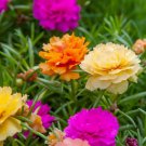 220 PCS Seeds Sunflower Potted Portulaca Grandiflora