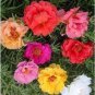 220 PCS Seeds Sunflower Potted Portulaca Grandiflora