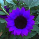 40 PCS Seeds sunflower seeds sunflower seeds for planting 40 PCS Seeds sunflower seeds sunflower seeds for planting