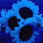 40 PCS Seeds sunflower seeds sunflower seeds for planting