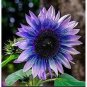 40 PCS Seeds sunflower seeds sunflower seeds for planting