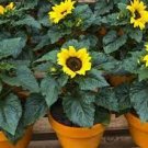 15 PCS Seeds Sunny Smile F1 Sunflower 15 PCS Seeds Sunny Smile F1 Sunflower