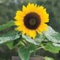 15 PCS Seeds Sunny Smile F1 Sunflower