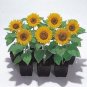 15 PCS Seeds Sunny Smile F1 Sunflower