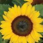 15 PCS Seeds Sunny Smile F1 Sunflower