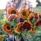 30 PCS Seeds Sunset Rust Red Sunflowers