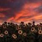 30 PCS Seeds Sunset Rust Red Sunflowers