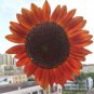 30 PCS Seeds Sunset Rust Red Sunflowers