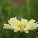50 PCS Seeds Sunset Yellow Cosmos bipinnatus Annual Flowers