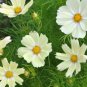 50 PCS Seeds Sunset Yellow Cosmos bipinnatus Annual Flowers