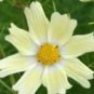 50 PCS Seeds Sunset Yellow Cosmos bipinnatus Annual Flowers