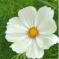 50 PCS Seeds Sunset Yellow Cosmos bipinnatus Annual Flowers
