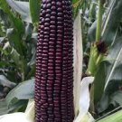 10 PCS Seeds Suntava Full Season Purple Hybrid Corn 10 PCS Seeds Suntava Full Season Purple Hybrid Corn
