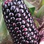 10 PCS Seeds Suntava Full Season Purple Hybrid Corn