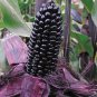 10 PCS Seeds Suntava Full Season Purple Hybrid Corn
