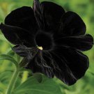 100 PCS Seeds Super Black Cat Petunia