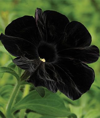 100 PCS Seeds Super Black Cat Petunia