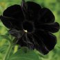 100 PCS Seeds Super Black Cat Petunia