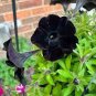 100 PCS Seeds Super Black Cat Petunia