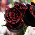 50 PCS Seeds Super Black Rose with Red Edge