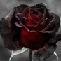 50 PCS Seeds Super Black Rose with Red Edge