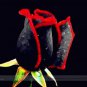50 PCS Seeds Super Black Rose with Red Edge
