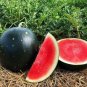 40 PCS Seeds Super Black Skin Red Seedless Watermelon 'Landmine' Organic