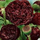 5 PCS Seeds Super Black Tree Peony