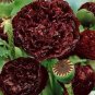 5 PCS Seeds Super Black Tree Peony