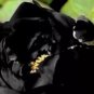 5 PCS Seeds Super Black Tree Peony