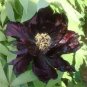 5 PCS Seeds Super Black Tree Peony