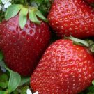 100 PCS Seeds Super Giant Red Strawberry Fruit 100 PCS Seeds Super Giant Red Strawberry Fruit