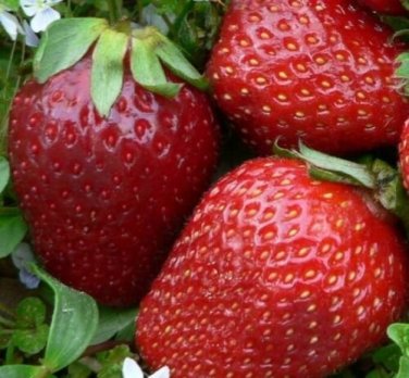 100 PCS Seeds Super Giant Red Strawberry Fruit